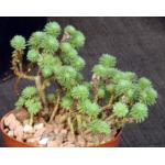 Sedum multiceps 4-inch pots