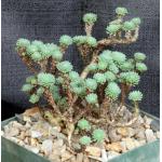 Sedum multiceps 5-inch pots