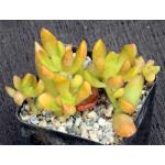 Sedum nussbaumerianum 2-inch pots