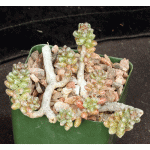 Sedum furfuraceum 4-inch pots