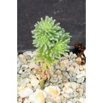 Sedum multiceps 3-inch pots