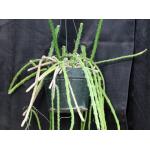 Selenicereus grandiflorus 10-inch pots