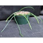 Selenicereus inermis 6-inch pots