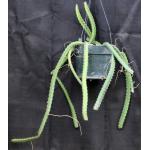 Selenicereus pterenthus 8-inch pots