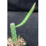 Selenicereus spinulosus 4-inch pots