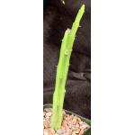 Selenicereus hamatus 4-inch pots
