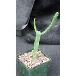 Selenicereus hamatus 4-inch pots