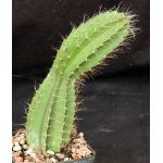 Strophocactus testudo 5-inch pots