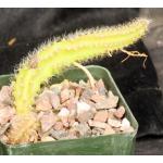 Selenicereus validus 4-inch pots