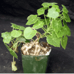 Senecio tropaeolifolius 4-inch pots