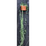 Senecio peregrinus 6-inch pots