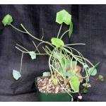 Senecio tropaeolifolius 4-inch pots
