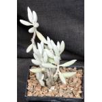 Senecio haworthii 5-inch pots