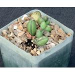 Senecio herreanus 4-inch pots