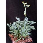 Senecio kleiniiformis one-gallon pots
