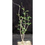 Senna meridionalis one-gallon pots