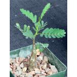 Senna meridionalis 4-inch pots
