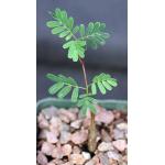 Senna meridionalis 4-inch pots