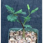 Senna meridionalis 4-inch pots
