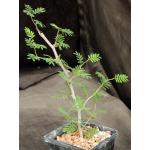 Senna meridionalis 5-inch pots