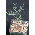 Senna meridionalis 3-inch pots