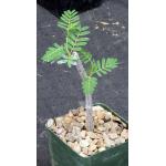 Senna meridionalis (cuttings) 4-inch pots