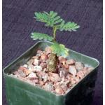 Senna meridionalis 4-inch pots