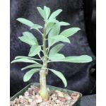 Sesamothamnus guerichii 4-inch pots
