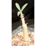 Sesamothamnus guerichii 5-inch pots