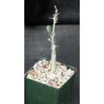 Sesamothamnus lugardii 4-inch pots