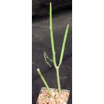 Seyrigia humbertii x gracilis 3-inch pots