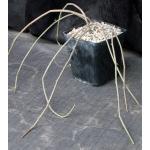 Seyrigia gracilis one-gallon pots