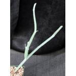 Seyrigia humbertii 4-inch pots