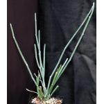 Seyrigia humbertii one-gallon pots