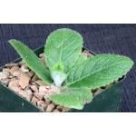 Sinningia bullata 4-inch pots