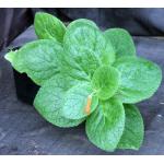 Sinningia bullata 5-inch pots