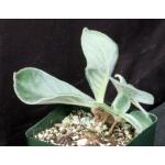 Sinningia leuchotricha 4-inch pots