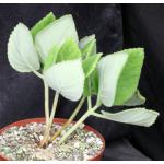 Sinningia lineata 6-inch pots