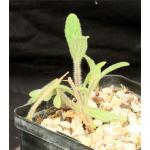 Sinningia tubiflora 5-inch pots