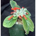 Sinningia leuchotricha hybrid 4-inch pots