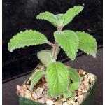 Sinningia werdermannii 4-inch pots
