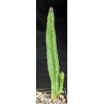 Stapelia hirsuta 3-inch pots