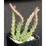 Stapelia kwebensis 2-inch pots