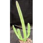 Stapelia hirsuta 4-inch pots