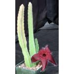 Stapelia hirsuta 4-inch pots