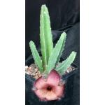 Stapelia hirsuta 5-inch pots