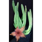 Stapelia hirsuta one-gallon pots