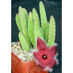 Stapelia hirsuta 4-inch pots