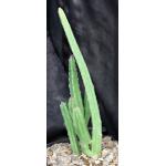 Stapelia leendertziae one-gallon pots