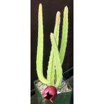 Stapelia leendertziae 4-inch pots
